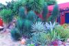 Episode CCCXLIII- 343: Hidden Networks: The Secret Life of Aruba’s Desert Plants