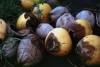 Dominica confirms presence of Lethal Yellowing Disease