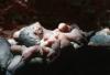Celebrate Mother’s Day with nine bold, beautiful and bizarre animal moms