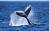 Autonomous Gliders Track Whales Using Acoustic Signals