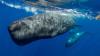 Robot tracks sperm whale voices in the deep