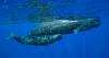 A “Humbling” Research Finding: Sperm Whales Communicate Surprisingly Like Us