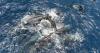 Scientists capture video of female sperm whales working together during birth to protect calf