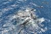 Morning Update: Lessons of hope from a Canadian whale scientist