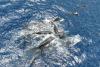 Whales display behavior typically seen in humans, new research shows