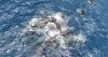 New research finds giving birth is a family affair for whales