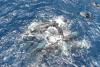 Out at sea, a Canadian whale scientist witnessed something close to a miracle
