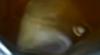 Antiguan consumer finds strange substance in their juice container