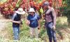 Caribbean initiative advances sweet potato production and genetic conservation