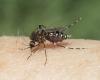 Black salt marsh mosquito surge on the way