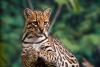 Why An Endangered Wildcat Turning Up on Cozumel is Worrying Scientists