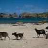 Goat vs gecko: A tiny Caribbean island faces wildlife showdown