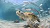 Unique kinds of wildlife you may encounter during your trip to the Caribbean