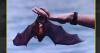 COMMENTARY: Bats – Flying pest controllers for some! A delicacy for others!