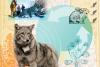 Coyotes and Bobcats and Bears, Oh My in RI!