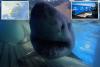 Massive great white shark swims into uncharted waters after traveling thousands of miles