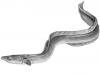 European Eel: a Slippery Mystery