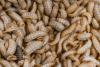 Insect-based feed shows health, performance potential in salmon trials