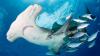 Migratory species summit adopts new marine protections amid extinction warnings