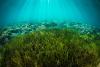 At high seas treaty summit, a dispute over fisheries managers’ role in conservation
