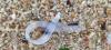 Eight arrested as Europe cracks down on lucrative eel smuggling syndicates