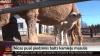 White camel baby born in zoo in Latvia