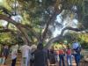 California trees have grown through a lot of history. The Huntington trains its lens on landmark oaks on America 250