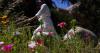 This California wildflower is intriguing enough to headline a festival
