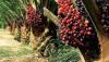 Palm Oil: Nigeria’s green gold and the battle for $72bn global market