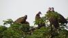 ‘Staggering’ trade for belief-based use drives hooded vultures to near-extinction in Benin