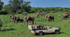 Dream Safari Season Commences at Botswana’s Mashatu