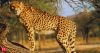 After quarantine, 2 Botswana cheetahs released into wild in MP's Kuno