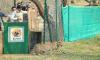 Two Botswana cheetahs released into wild; Kuno population goes up to 57
