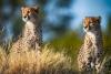 After quarantine, 2 Botswana cheetahs released into wild in MP’s Kuno National Park