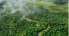 World Bank Allocates CFA224bn to Develop Congo Basin Forest Economies, Create 220,000 Jobs