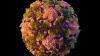 Polio risk rising globally: CDC issues travel advisory for 32 countries; full list