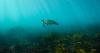 Gabon's eco-rangers battle to help threatened baby sea turtles survive