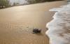 Gabon battles for baby sea turtles’ survival