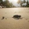 Gabon battles for baby sea turtles' survival