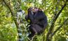 Chimpanzees use medicinal plants found in forests to heal their own wounds and also help their friends