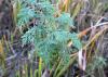 Why Africa’s medicinal plants are the next big agricultural export