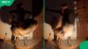 "Sell this to Beyoncé": Social media loses it over woman who turned her shadow into a dance partner