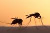 Malaria Fight Gets 2035 Deadline in West Africa