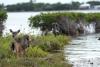 Green and gray: Mangroves and dikes show potential in protecting shorelines together