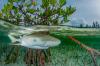 Mangrove Photography Awards Open for 2026 Submissions Celebrating Critical Coastal Ecosystems