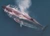 With high seas treaty in place, West African countries plan for protected area