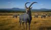 The ambitious plan to 'de-extinct' the bluebuck: Company attempting to bring back the woolly mammoth sets its sights on a species of antelope that died out 230 years ago