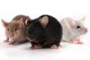 U.S. CDC, partners inaugurate Lassa fever preparedness exercise