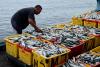 Trump Admin Unveils Plan to Expand U.S. Seafood Production
