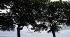 From coffee beans to forests: Rebuilding forests in São Tomé and Príncipe